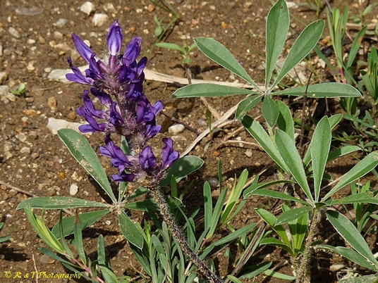 {Pediomelum subacaule}